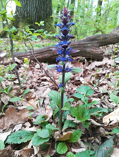 File:Morasko Nat. Reserve, Poznan, plants (5).jpg