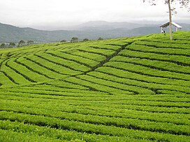 Mount-dempo-tea-plantation.jpg
