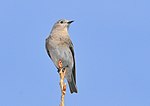 Thumbnail for File:Mountain Bluebird on Seedskadee NWR (16897293205).jpg