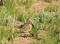 Mourning Dove on Seedskadee National Wildlife Refuge (28825333441).jpg