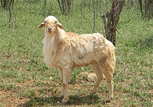 Sheep at the MSRS Msrssheep.jpg