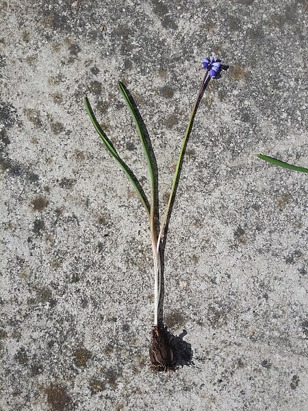 File:Muscari botryoides sl35.jpg