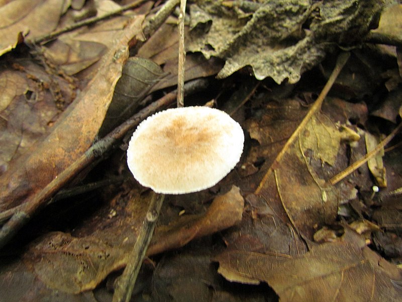 File:Mushrooms! Mill Trail Umstead NC SP 4264 (6641291411) (2).jpg