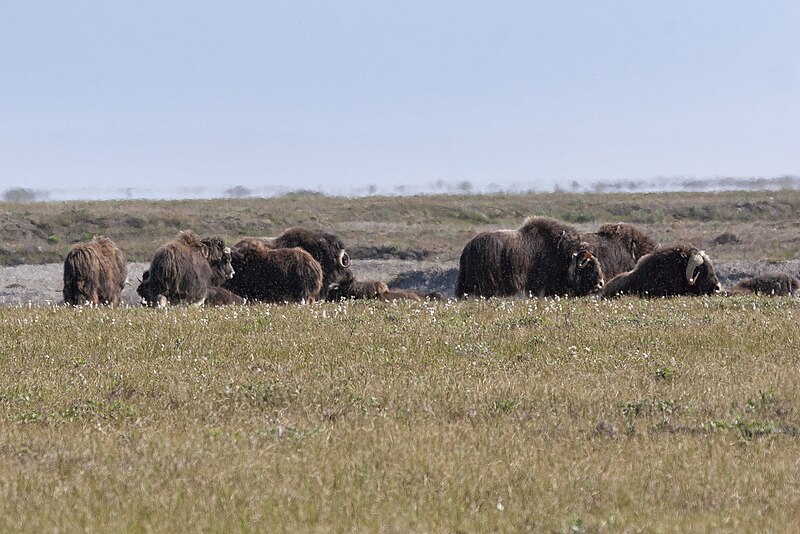 File:Muskox imported from iNaturalist photo 54536516 on 31 December 2023.jpg