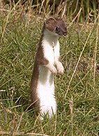 Stoat (ermine)