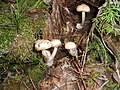 Mycena overholtsii.jpg