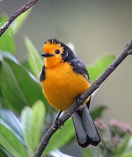 Golden-fronted whitestart Species of bird