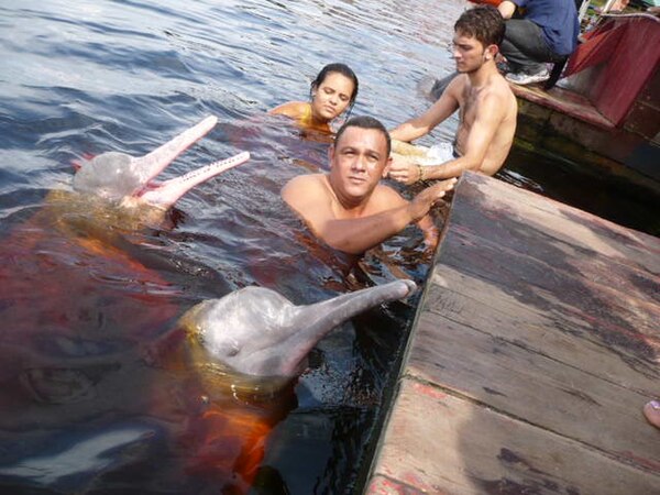 Amazon river dolphin