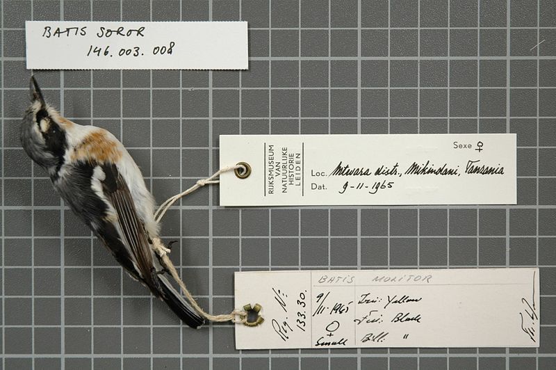 File:Naturalis Biodiversity Center - RMNH.AVES.44210 1 - Batis soror Reichenow,1903 - Platysteiridae - bird skin specimen.jpeg