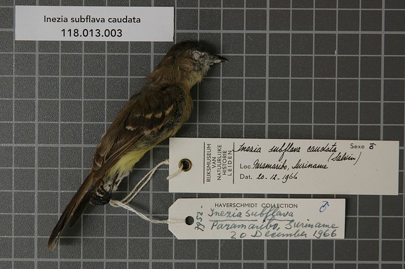 File:Naturalis Biodiversity Center - RMNH.AVES.45525 1 - Inezia subflava caudata (Salvin, 1897) - Tyrannidae - bird skin specimen.jpeg