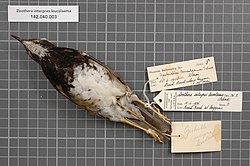 Naturalis Biodiversity Center - RMNH.AVES.7954 1 - Zoothera interpres leucolaema (Salvadori, 1892) - Turdidae - bird skin specimen.jpeg