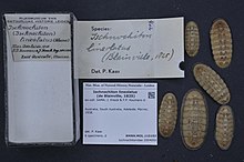 Naturalis bioxilma-xillik markazi - RMNH.MOL.115102 - Ischnochiton lineolatus (de Blainville, 1825) - Ischnochitonidae - Mollusc shell.jpeg