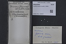 Центр биоразнообразия Naturalis - RMNH.MOL.166603 - Pusillina sarsii (Lovèn, 1846) - Rissoidae - Mollusc shell.jpeg