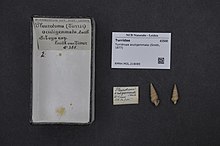 Naturalis Biodiversity Center - RMNH.MOL.218089 - Turridrupa acutigemmata (Smith, 1877) - Turridae - Mollusc shell.jpeg