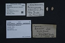 Център за биологично разнообразие Naturalis - ZMA.MOLL.47932 - Pseudocypraea adamsonii (сив, 1832) - Pediculariidae - черупчеста мекотела.jpeg