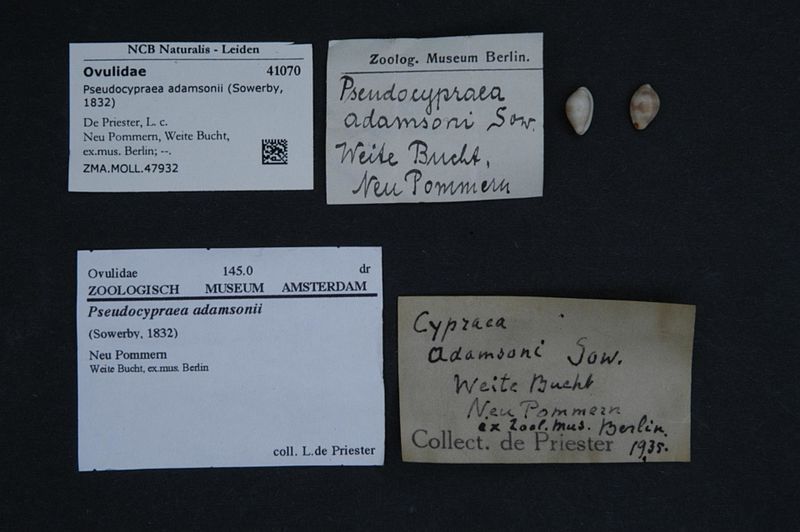 File:Naturalis Biodiversity Center - ZMA.MOLL.47932 - Pseudocypraea adamsonii (Gray, 1832) - Pediculariidae - Mollusc shell.jpeg