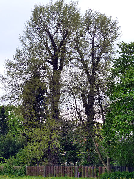 Naturdenkmal Schwarz Pappeln Laubegast 2