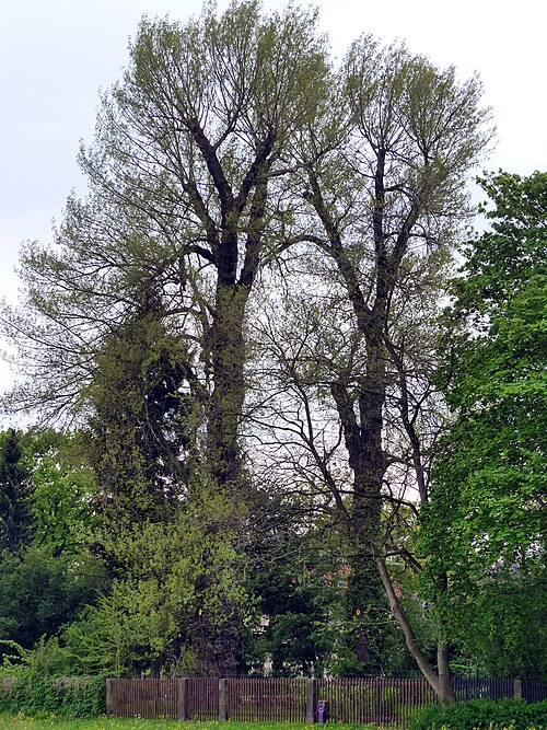 Schwarz-Pappeln Laubegaster Ufer 1