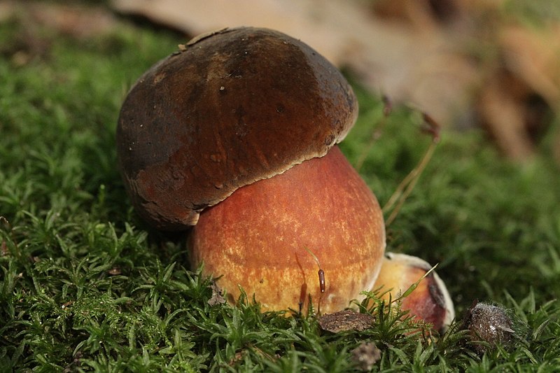 File:Neoboletus luridiformis (37523307554).jpg