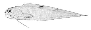 <i>Neobythites</i> Genus of fishes