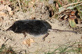 Neomys fodiens Muraño patibranco