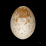 Egg