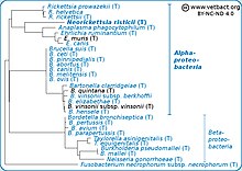 Neorickettsia risticii filogenetik tree.jpg