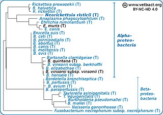 <i>Neorickettsia risticii</i> Species of bacterium