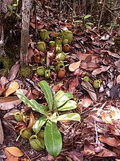 N. ampullaria is well-adapted to capturing leaf litter. Nep amp297.jpg