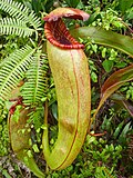 Thumbnail for Nepenthes bokorensis