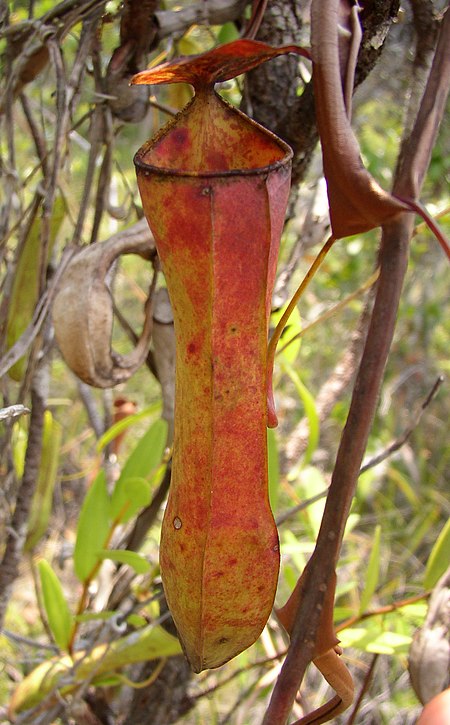 Nepenthes gracilis