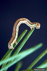 Caterpillar Nepytia canosaria larva.jpg