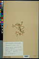 Neuchâtel Herbarium - Arenaria marschlinsii - NEU000031542.jpg