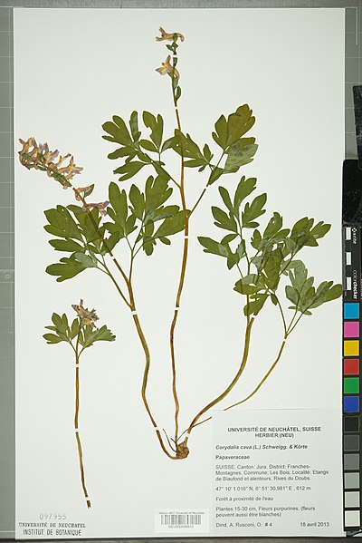 File:Neuchâtel Herbarium - Corydalis cava - NEU000099812.jpg