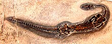 Neusticosaurus pusillus.JPG