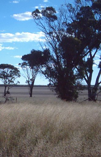 A typical Western Mallee landscape, showing an area predominantly cleared for intensive agriculture, with only a few Eucalyptus trees remaining. Newdegate landscape.jpg