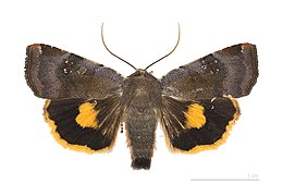 Noctua janthina, (Lesser Broad-bordered Yellow Underwing)