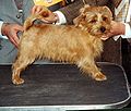 Norfolk terrier