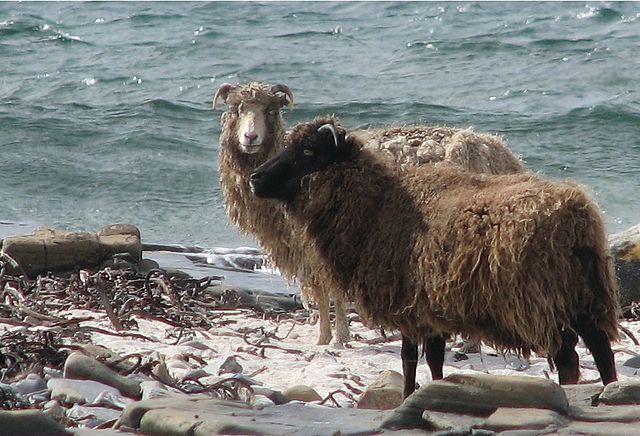 Sheep shearing - Wikipedia