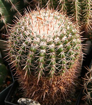 Notocactus allosiphon.JPG