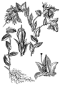 Cerinthe glabra Planinski mlečec (as syn. Cerinthe alpina) plate 225 in: Martin Cilenšek: Naše škodljive rastline Celovec (1892)