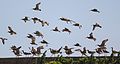 Flocks landing, Japan