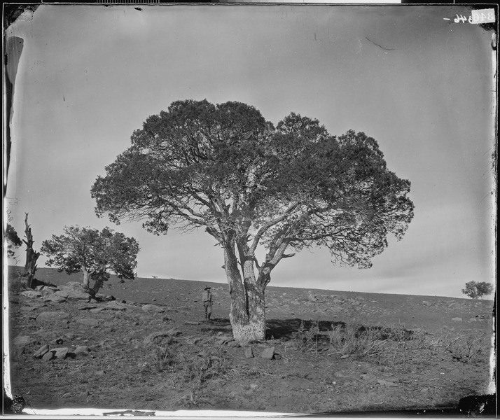 File:Oak Grove, White Mountains, Sierra Blanca, Arizona. Tree. - NARA - 524297.tif