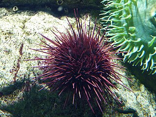 Parechinidae Family of sea urchins