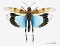   The coloration of the hind wings, inspired the name of this species.