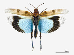 Oedipoda caerulescens - Etang de la Maourine Toulouse.