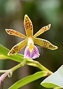 Epidendrum medinae