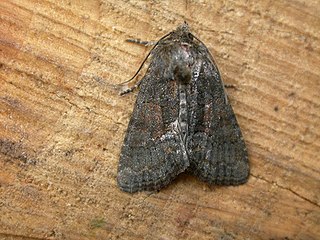 <i>Oligia latruncula</i> Species of moth