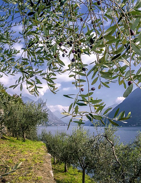 File:Olivenkultur am Luganersee bei Gandria.jpg