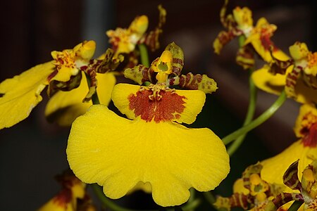 Tập_tin:Oncidium_Varicosum.JPG